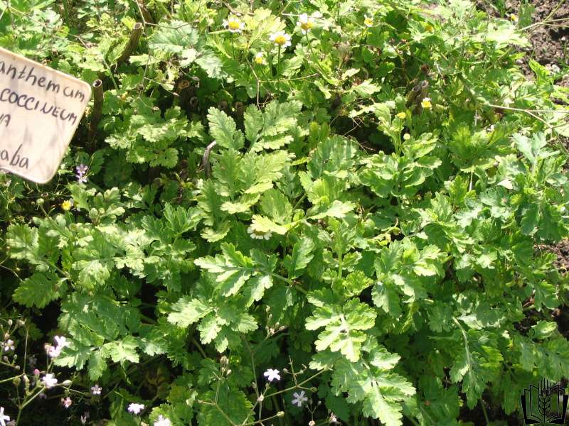 Řimbaba obecná (Pyrethrum parthenium)