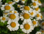 Řimbaba obecná (Pyrethrum parthenium)