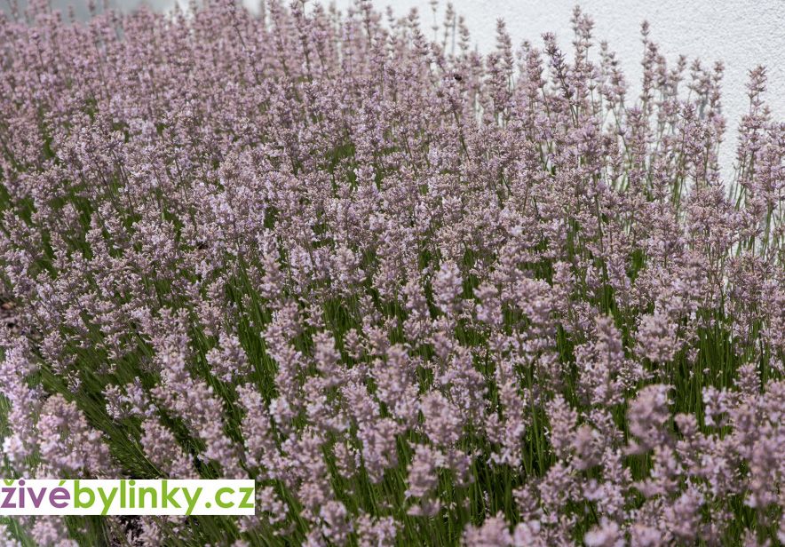 Růžová levandule lékařská (Lavandula angustifolia ´Rosea´)