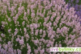 Růžová levandule lékařská (Lavandula angustifolia ´Rosea´)