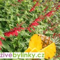 Šalvěj ananasová (Salvia rutilans ´Pino´) 