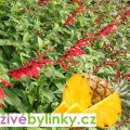 Šalvěj ananasová (Salvia rutilans ´Pino´)