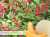 Šalvěj medový meloun (Salvia elegans ´Mello´) 