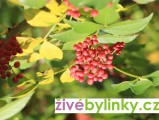 Sečuánský pepř (Zanthoxylum piperitum)