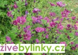 Sléz maurský (Malva mauritiana)