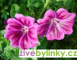 Sléz maurský (Malva mauritiana)