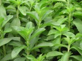 Stévie (Stevia rebaudiana ´Sugar Love´)