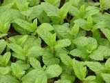 Taškentská máta (Mentha spicata ´Taschent´)