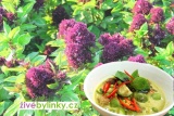 Thajská bazalka (Ocimum basalicum ´Siam Quenn´)