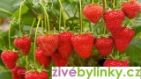 Toskánské převislé velkoplodé jahody (Fragaria x ananasa ´Toscana´)