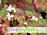 Rybí koření - Yu Xing Cao - Touleň srdčitá (Houttuynia cordata " Chameleon ")