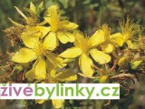 Třezalka tečkovaná (Hypericum perforatum)