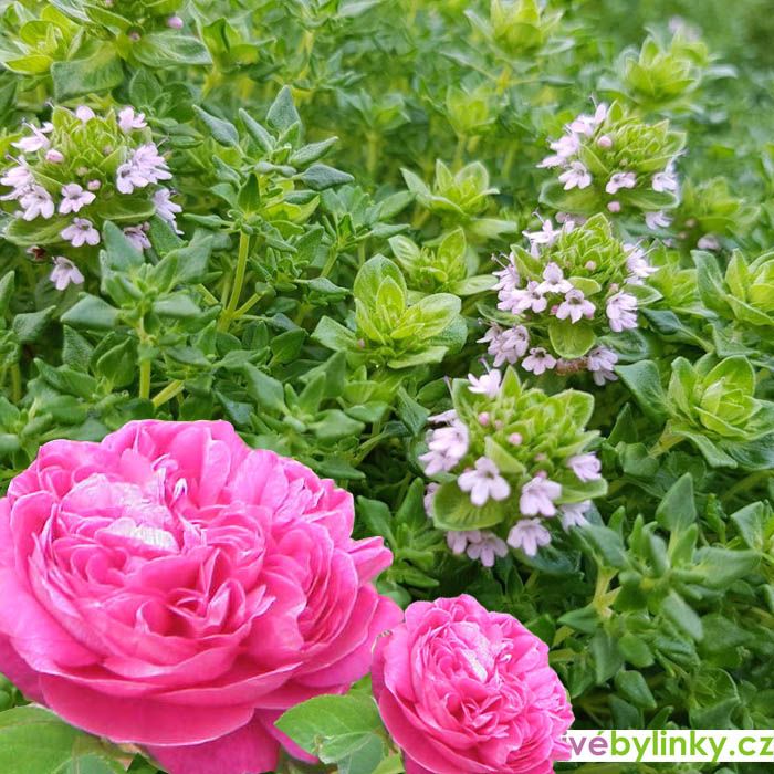 Tymián s vůní Damašské růže (Thymus spp. Rose´)