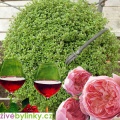 Tymián s vůní růží a vína (Thymus 'Caborn Wine And Roses'℗ ) - NOVINKA JARO 2023