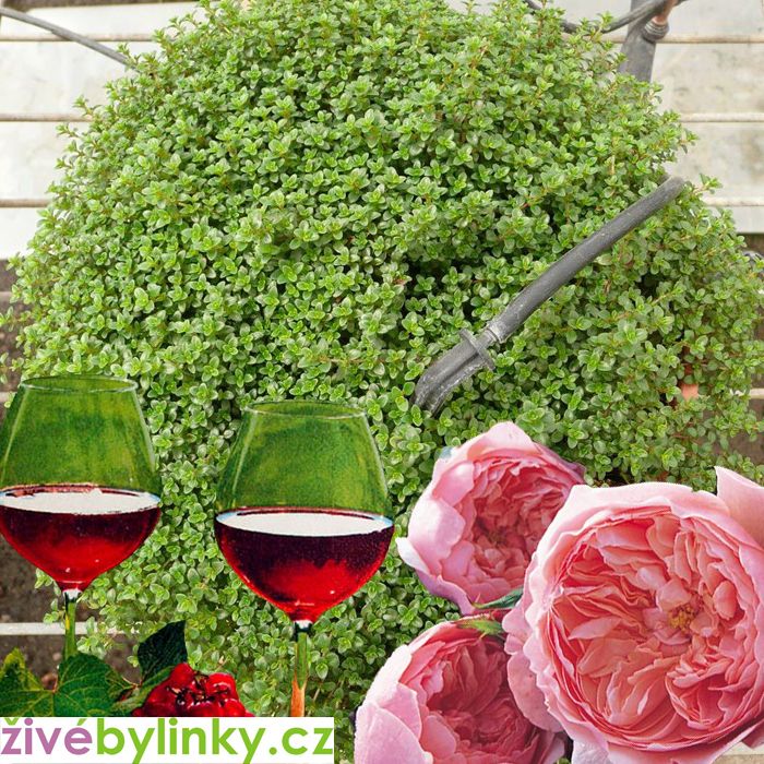 Tymián s vůní růží a vína (Thymus 'Caborn Wine And Roses'℗ )