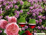 Tymián s vůní růží a vína (Thymus 'Caborn Wine And Roses'℗ )