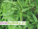 Vietnamský koriandr (Persicaria odorata)