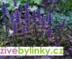 Zběhovec plazivý (Ajuga reptans)