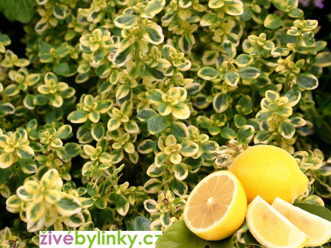 Zlatý citronový tymián (Thymus citriodorus ´Mystic Lemon´)