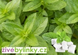 Žvýkačková máta YAKIMA  (Mentha spicata ´Yakima´)