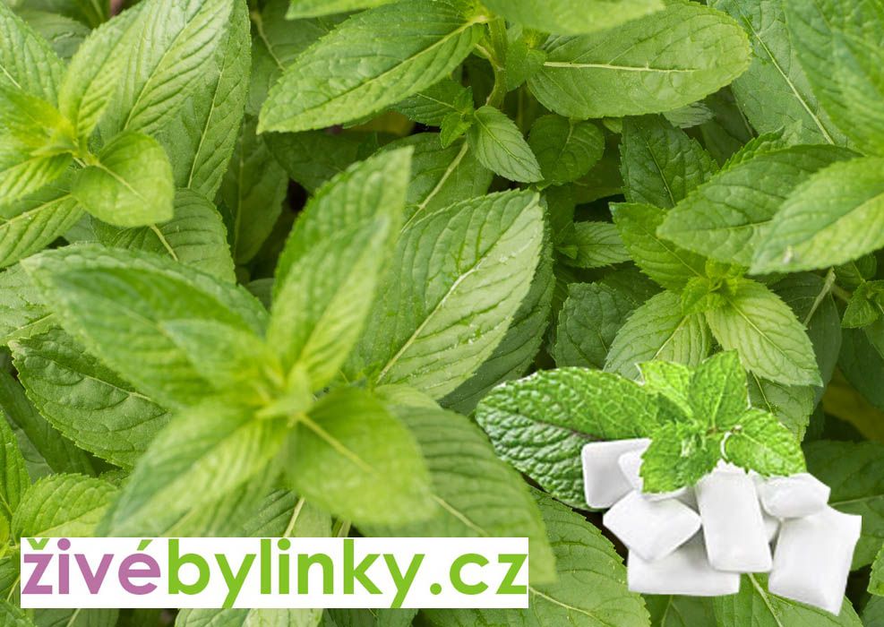 Žvýkačková máta YAKIMA (Mentha spicata ´Yakima´)