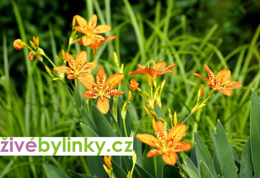 10 ks sazenic Angínovníku (Belamcanda chinensis) za skvělou cenu