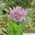 Vonné geránium (Pelargonium odoratissimum ´Lady Plymouth´) - NOVINKA JARO 2025
