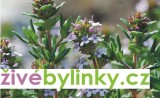 Španělský zakrslý tymián (Thymus x faustinoi) - NOVINKA JARO 202