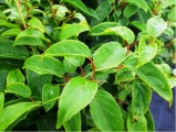 Červenoplodé minikiwi Kens Red - (Actinidia arguta ´Kens Red´)
