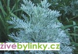 Absinth bylinka (Artemisia arborescens)
