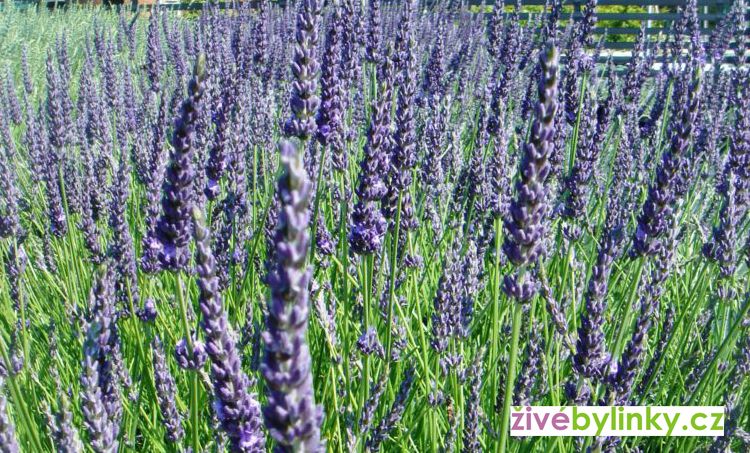 10 ks Original Provance levandule (Lavandula x intermedia ´Provence´)