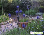 10 ks Original Provance levandule (Lavandula x intermedia ´Provence´)