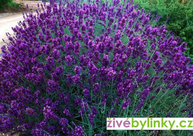 10 ks Levandule lékařská fialová (Lavandula officinalis ´Bee Zee Dark Blue´)