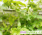 Ačokča - paprikookurka (Cyklanthea pedata)