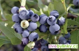 Balkonová kanadská borůvka (Vaccinium corymbosum ´Blue Suede´)