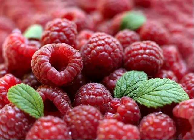 Beztrnný stáleplodící maliník Glen Ample (Rubus ´Glen Ample´)