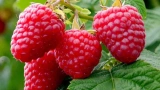 Beztrnný stáleplodící maliník Glen Ample (Rubus ´Glen Ample´)