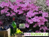 Burgundská gurmánská bazalka (Ocimum basilicum 'BurgundyBall) - RARITA A NOVINKA JARO 2023