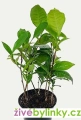 Čajovník čínský (Camelia sinensis)