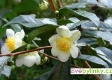 Čajovník čínský (Camelia sinensis)