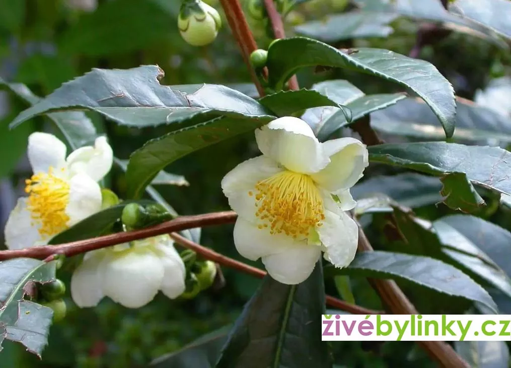 Čajovník čínský (Camelia sinensis)