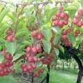 Červenoplodé minikiwi Kens Red - (Actinidia arguta ´Kens Red´)