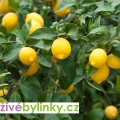 Citroník ´Meyer´ (Citrus x meyer)