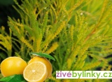 Citronovo-olivová nať (Santolina viridis ´Fizz Lemon´) - NOVINKA JARO 2025