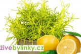 Citronovo-olivová nať (Santolina viridis ´Fizz Lemon´) - NOVINKA JARO 2025