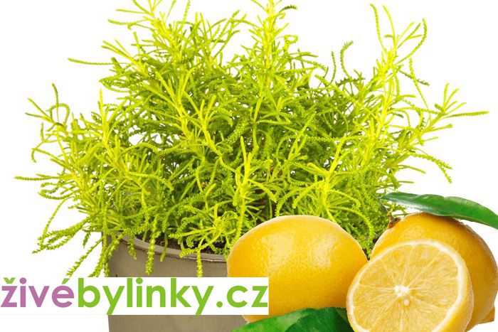 Citronovo-olivová nať (Santolina viridis ´Fizz Lemon´) - NOVINKA JARO 2025