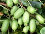 Japonské minikiwi Issai - samosprašné (Actinidia arguta ´Issai´)