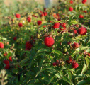 Malino-jahoda - ostružiník jahodnatý (Rubus illecebrosus)