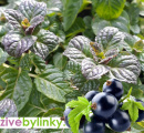 Máta s vůní černého rybízu (Mentha spp."Blackcurrant") - NOVINKA JARO 2024