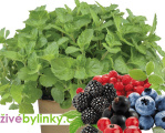 Máta s vůní lesních plodů (Mentha spp."Berries and Cream") - NOVINKA JARO 2023